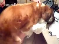 [ Animal Porn Movie ] Redhead dog fucking a redhead white wife
